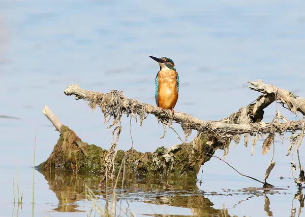 Martin pêcheur commun, Alcedo à cette — Photo