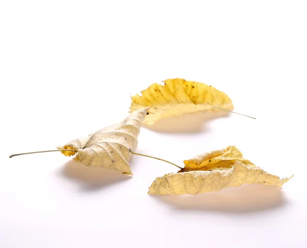 Autumn yellow lime leaves on white background — Stock Photo, Image
