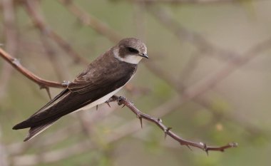 Swallow Sand Martin arka plan, riparia riparia