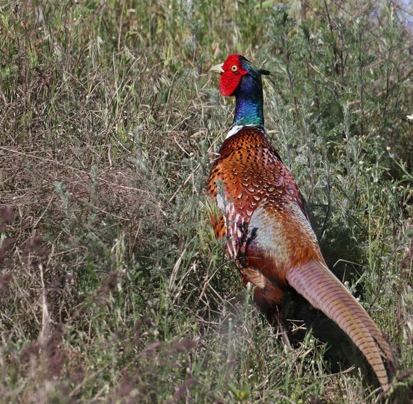 Fasan Frühling Phasianus Colchicus — Stockfoto