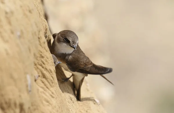 Jaskółka Sand Martin Tło Riparia Riparia — Zdjęcie stockowe