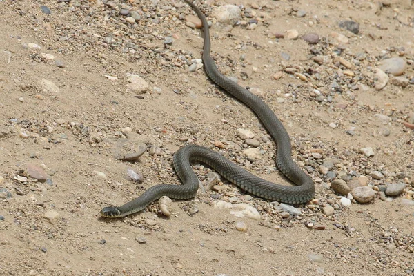 Aesculapian Orm Zamenis Longissimus Sand Bakgrund — Stockfoto