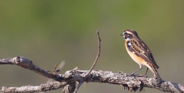 Dallardaki Whinchat, Saxicola rubetra