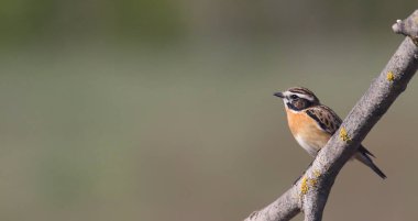 Dallardaki Whinchat, Saxicola rubetra