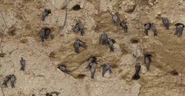 Kırlangıç kolonisi, Kum Martin üremesi, kuş sürüsü, ırmak ırmağı.  