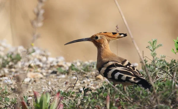 Eurasischer Wiedehopf Upupa Epops — Stockfoto