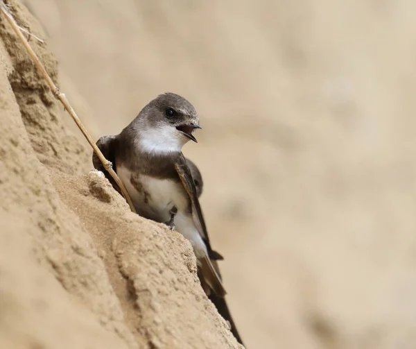 Deglutire Sabbia Martin Sfondo Riparia Riparia — Foto Stock