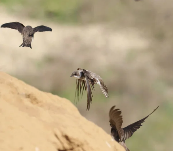 Swallow Sand Martin Background Riparia Riparia — Stock Photo, Image