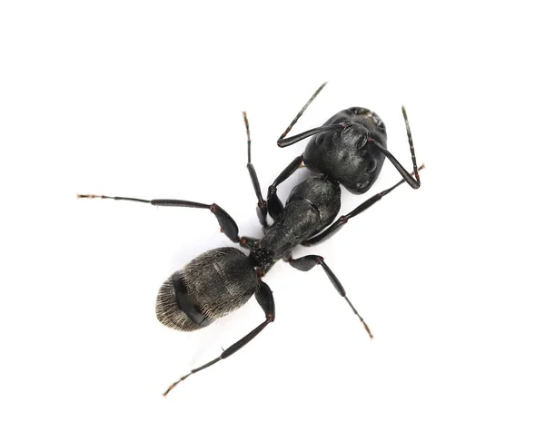 Camponotus Vagus Large Black West Palaearctic Carpenter Муравей Изолированный Белом — стоковое фото