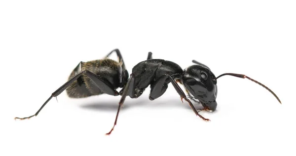 Camponotus Vagus Large Black West Palaearctic Carpenter Муравей Изолированный Белом — стоковое фото