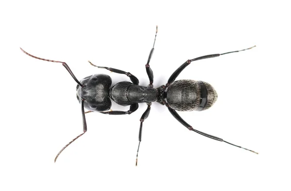 Camponotus Vagus Grande Preto West Palaearctic Carpinteiro Formiga Isolada Sobre — Fotografia de Stock