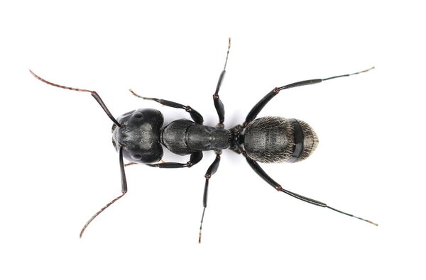 Camponotus vagus, large, black, West Palaearctic Carpenter муравей, изолированный на белом фоне