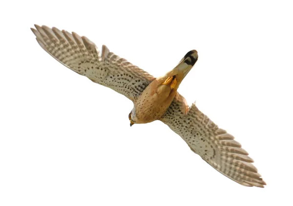 Běžný Kestrel Letu Izolovaný Bílém Pozadí Oříznutou Dráhou Falco Tinnunculus — Stock fotografie