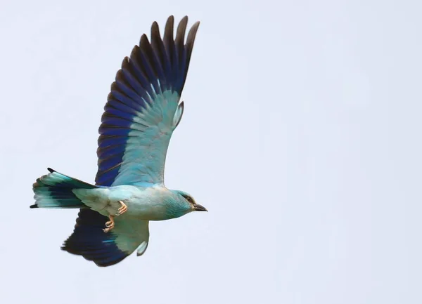 European Roller Flight Coracias Garrulus — Stock Photo, Image