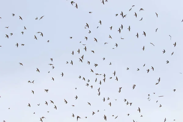 Colony Swallows Flight Sand Martin Breeding Flock Birds Riparia Riparia — Stock Photo, Image