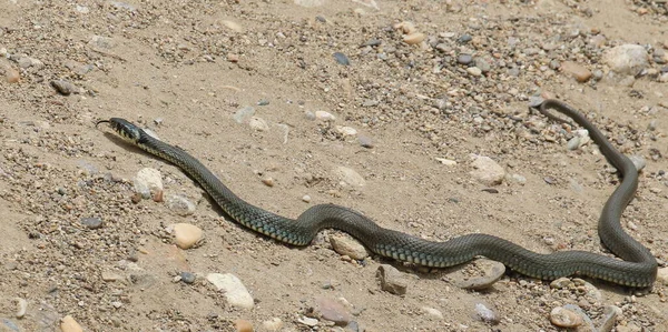 Aesculapian Orm Zamenis Longissimus Sand Bakgrund — Stockfoto