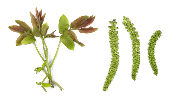 Young Walnut Twigs Leaves Seeds Isolated White Background Top View — Stock Photo, Image