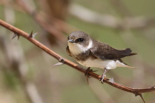 Deglutire Sabbia Martin Sfondo Riparia Riparia — Foto Stock