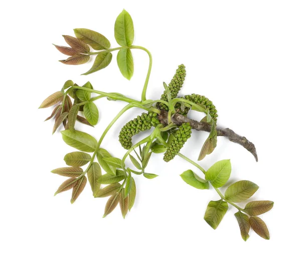 Young Walnut Twigs Leaves Seeds Isolated White Background Top View — Stock Photo, Image