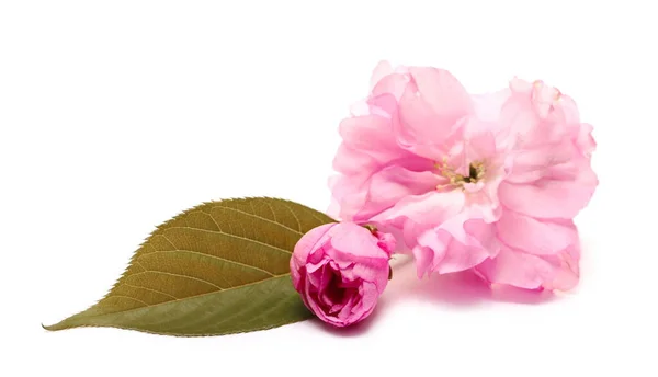 Flores Árboles Frutales Con Hojas Floreciendo Primavera Aisladas Sobre Fondo — Foto de Stock