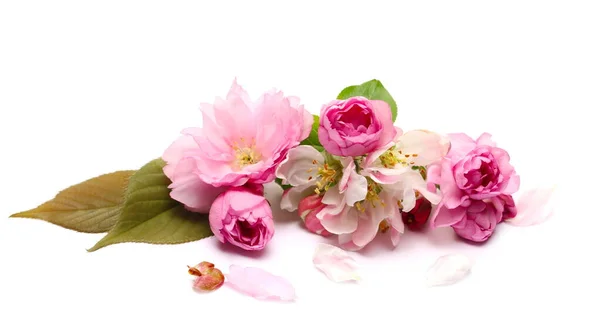 Flores Frutales Con Hojas Que Florecen Primavera Aisladas Sobre Fondo —  Fotos de Stock