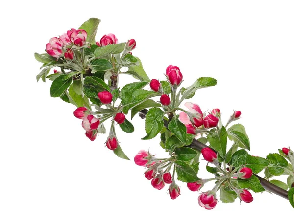 Kwiaty Jabłoni Liśćmi Gałązce Kwitnącej Wiosną Odizolowane Białym Tle Ścieżka — Zdjęcie stockowe
