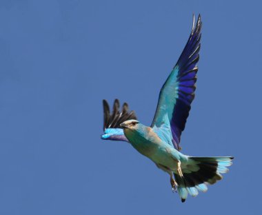 Avrupa Patencisi, Coracias Garrulus