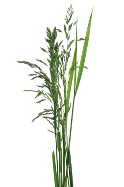 Baharda yeşil çimenler kırpma yolu ile beyaz arkaplanda izole