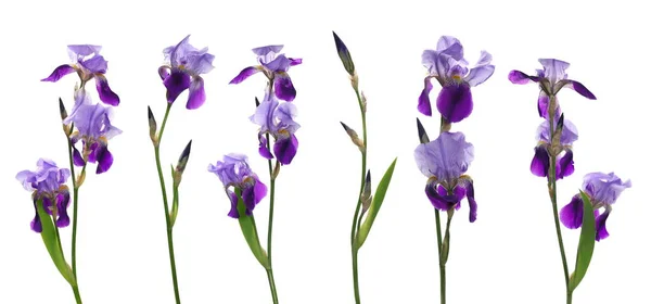 Set Verse Violette Iris Bloem Geïsoleerd Witte Achtergrond — Stockfoto