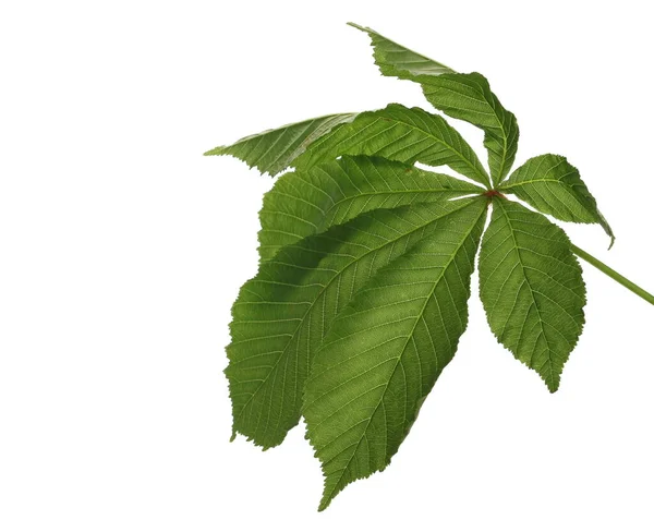 Kestanesi Conker Ağacı Dalı Yaprakları Ile Izole Beyaz Arka Planda — Stok fotoğraf