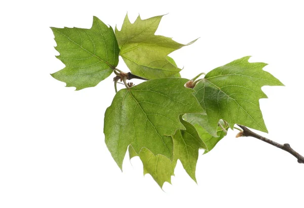 Young Plane Tree Sycamore Twig Leaves Spring Isolated White Background — Stock Photo, Image