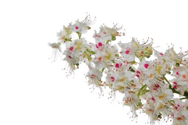 Beyaz arkaplanda izole edilmiş At kestanesi (Conker ağacı) çiçekleri, kırpma yolu