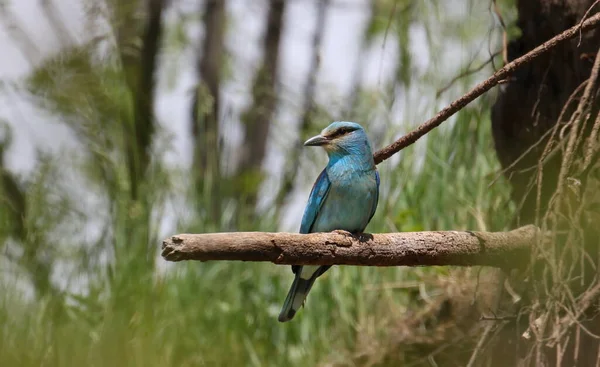 Avrupa Roller Coracias Garrulus — Stok fotoğraf