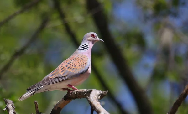 European Turtle Dove Branch Streptopelia Turtur — Stock Photo, Image