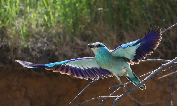 Avrupa Patencisi Coracias Garrulus — Stok fotoğraf