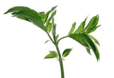 Danewort, cüce yaşlı yaprakları kırpma yolu ile beyaz zemin üzerinde izole