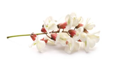 Akasya çiçekleri (siyah çekirge) beyaz zemin üzerinde izole edilmiş, Robinia psödoacia (Beyaz akasya))