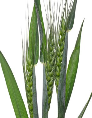 Yeşil olgunlaşmamış genç buğday başakları beyaz arka planda izole edilmiş kırpma yolu ile