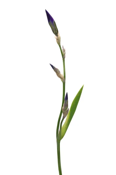 Lila Iris Blomma Knopp Isolerad Vit Bakgrund Med Klippning Väg — Stockfoto