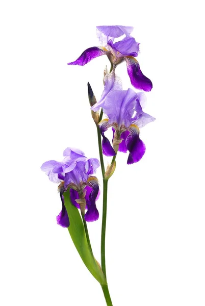 Purple Iris Bloemen Geïsoleerd Witte Achtergrond Met Clipping Pad — Stockfoto