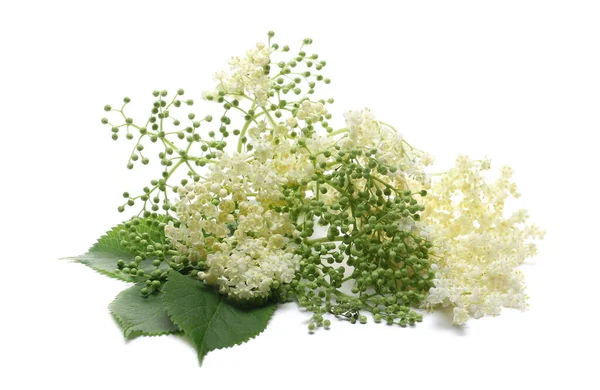 Oudere Vlierbessenplant Met Jonge Bloemen Bladeren Geïsoleerd Witte Achtergrond — Stockfoto