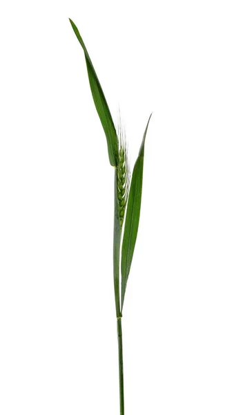 Green Young Ear Wheat Isolated White Background Clipping Path — Stock Photo, Image