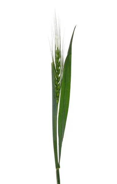 Green Young Ear Wheat Isolated White Background Clipping Path — Stock Photo, Image