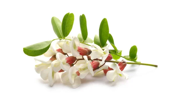 Acacia Kwiaty Liście Szarańcza Czarna Izolowane Białym Tle Robinia Pseudoacacia — Zdjęcie stockowe