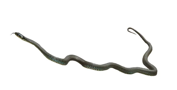 Aesculapian Serpente Zamenis Longissimus Isolado Fundo Branco Caminho Recorte — Fotografia de Stock