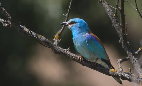 Roller Europejski Gałęzi Coracias Garrulus — Zdjęcie stockowe