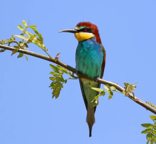 Mangeur Abeilles Européen Sur Branche Merops Apiaster — Photo