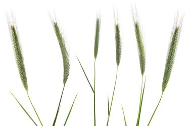 Beyaz arkaplanda izole edilmiş yeşil çimenleri bahar buğday tohumlarına yerleştir, kırpma yolu