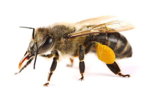 Honeybee with yellow pollen isolated on white background, top view