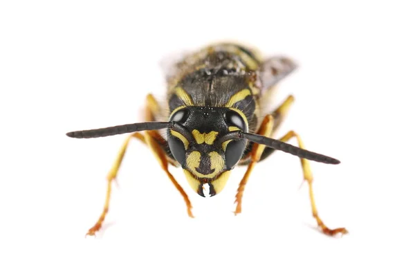 Běžné Vosy Vespula Vulgaris Izolované Bílém Pozadí — Stock fotografie